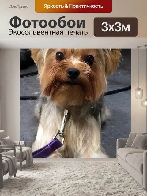 Фотообои Собака