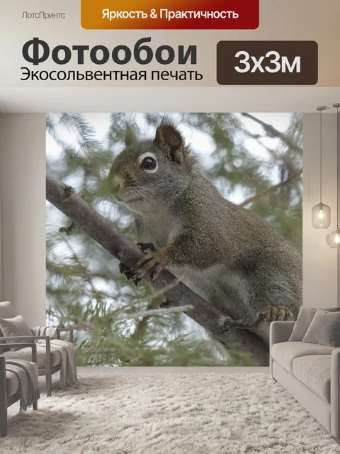 Фотообои Белка