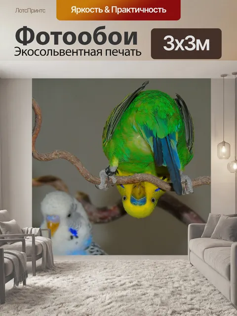 Фотообои Волнистый попугайчик