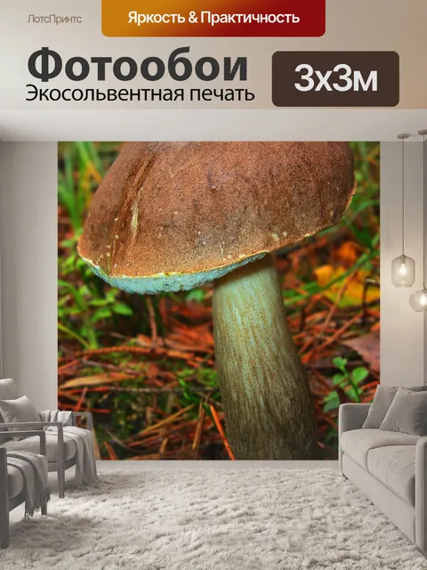 Фотообои Гриб