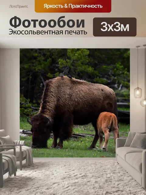 Фотообои Бизон и кормящий теленок