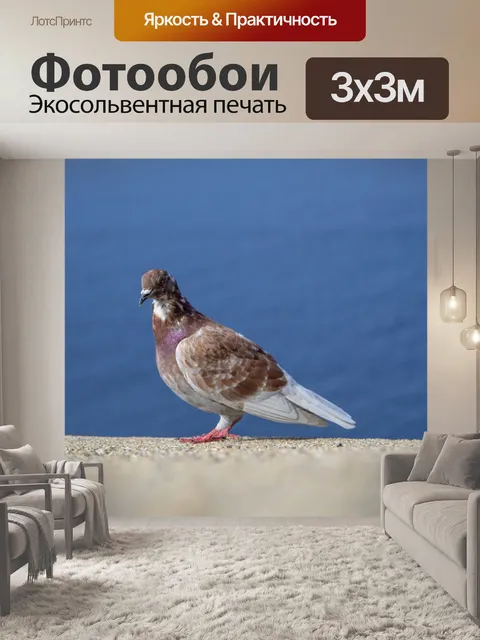 Фотообои Полное тело голубя