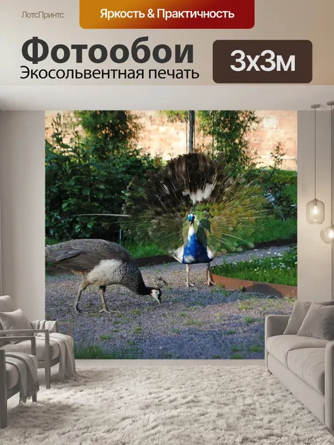 Фотообои Павлин