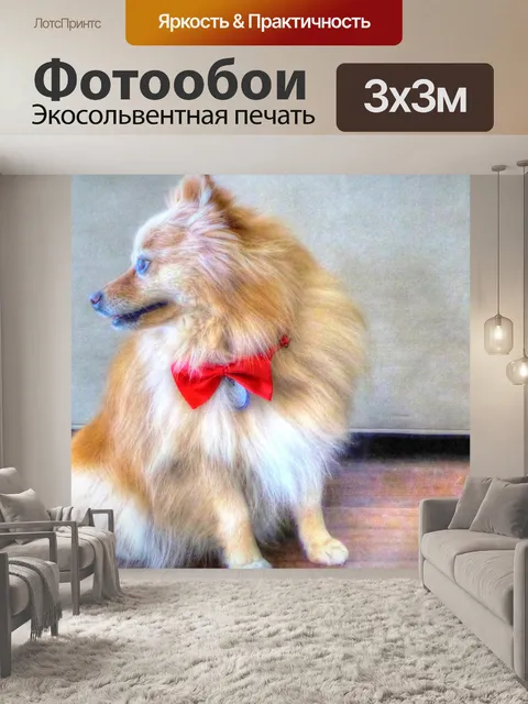 Фотообои Имбирь Померанская собака