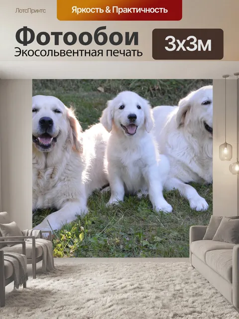 Фотообои Золотистый ретривер
