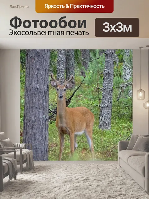 Фотообои Лес