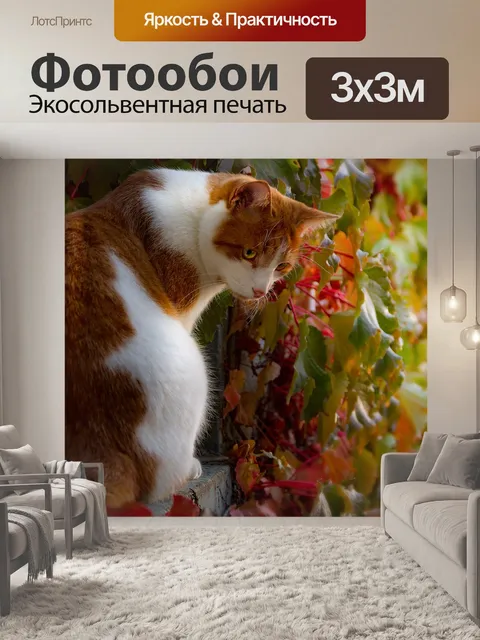 Фотообои Кот