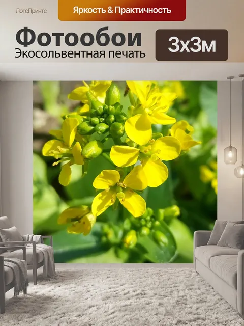 Фотообои Цветы
