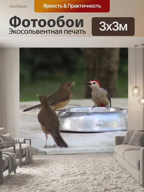 Фотообои Птицы