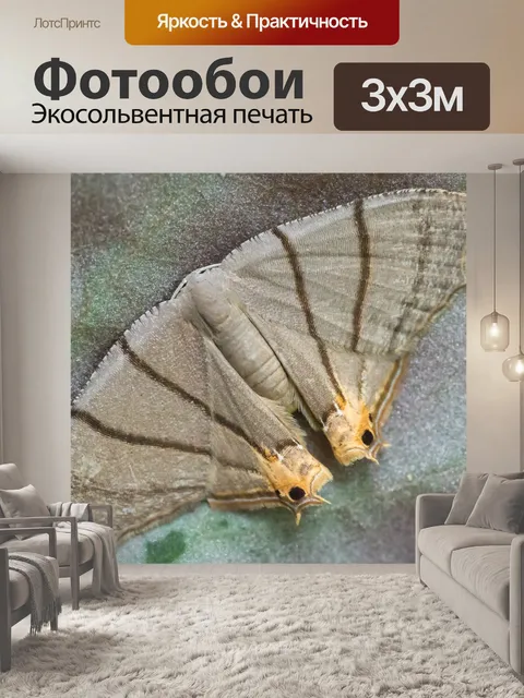 Фотообои Моль