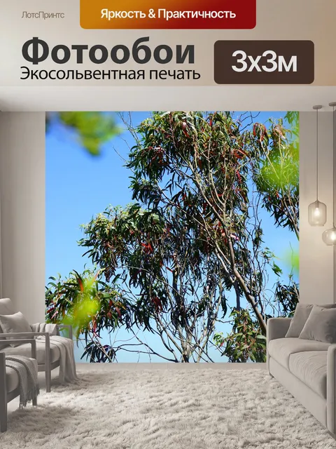 Фотообои Эвкалипт
