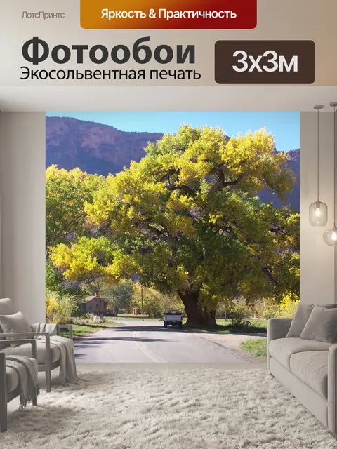 Фотообои Огромный тополь дерево