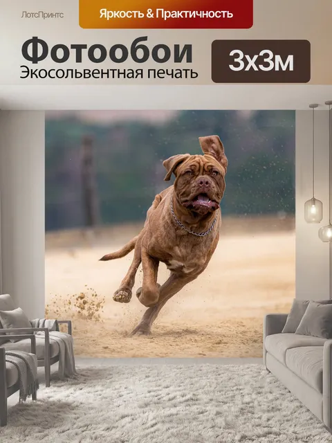Фотообои Собака