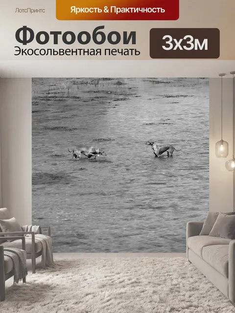 Фотообои Две собаки играют в воде