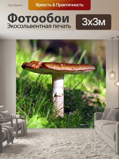 Фотообои Гриб