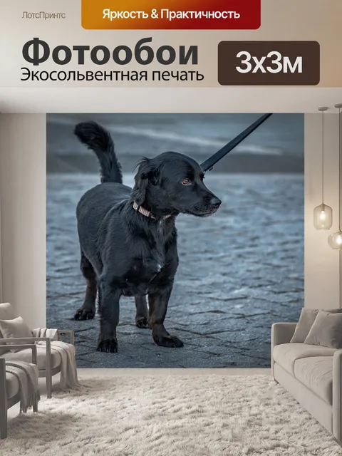 Фотообои Собака