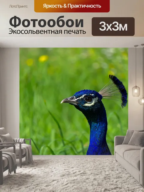 Фотообои Павлин