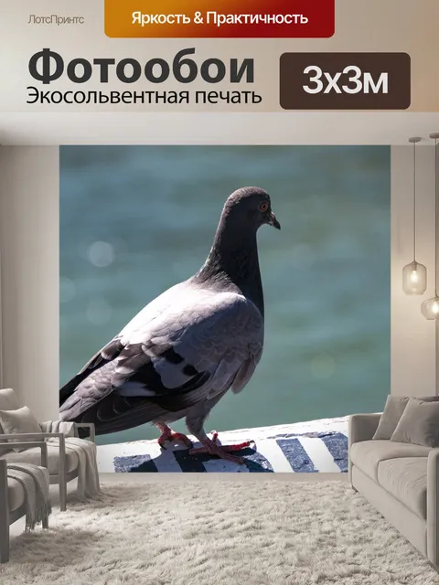 Фотообои Голубь на пирсе