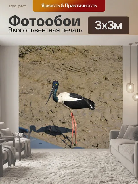 Фотообои Птица