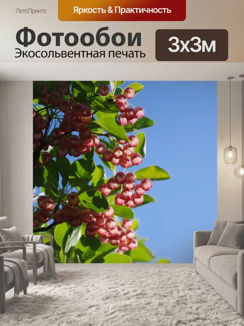 Фотообои Красный