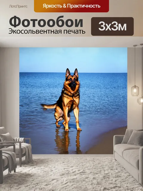 Фотообои энергичная немецкая овчарка, стоящая на утреннем берегу озера, отражающего блеск неба
