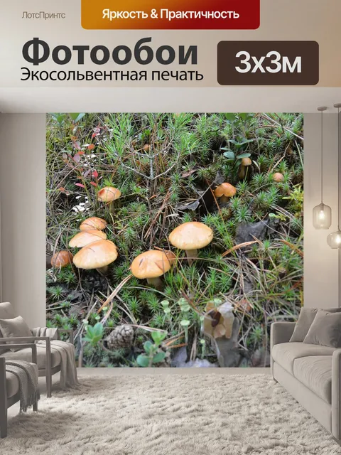 Фотообои Лес