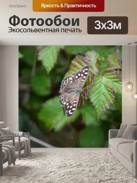 Фотообои Бабочка