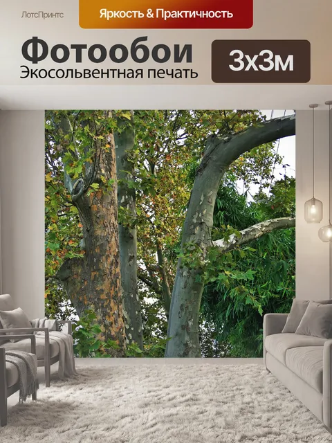 Фотообои ветви платана