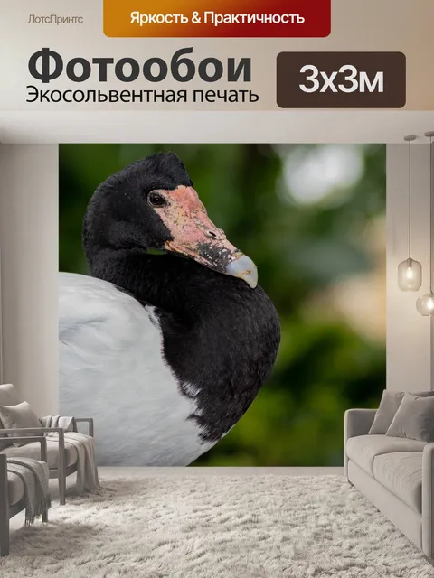 Фотообои Гусь