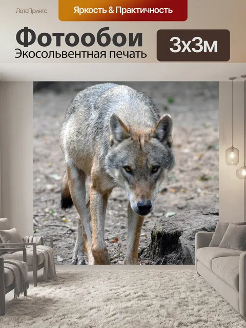 Фотообои Волк