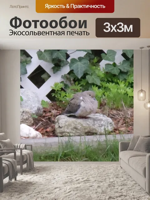 Фотообои Морнинг Дав