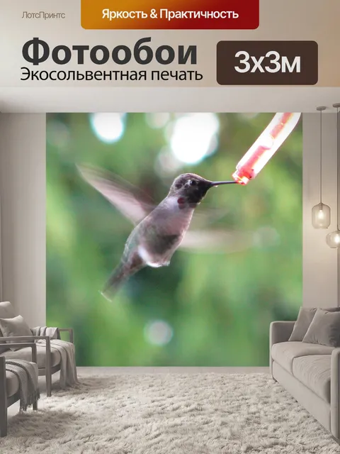 Фотообои Колибри