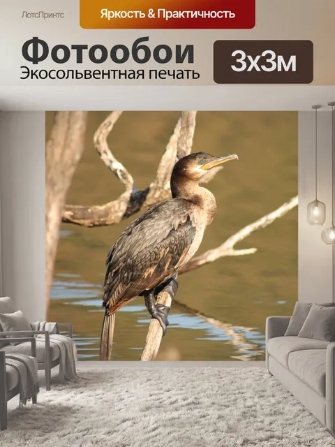 Фотообои Птицы