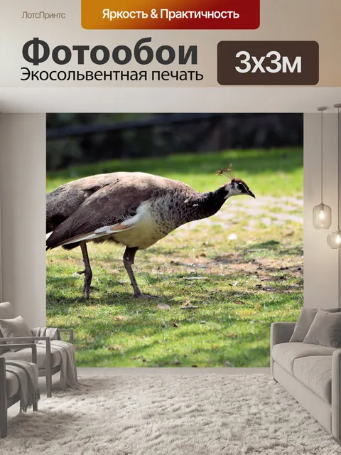 Фотообои Птицы