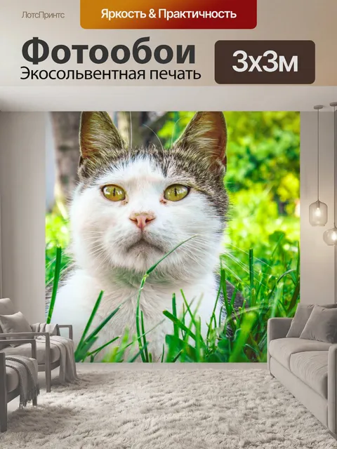 Фотообои Кот