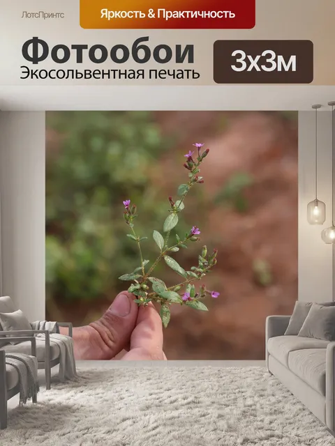 Фотообои Гриб