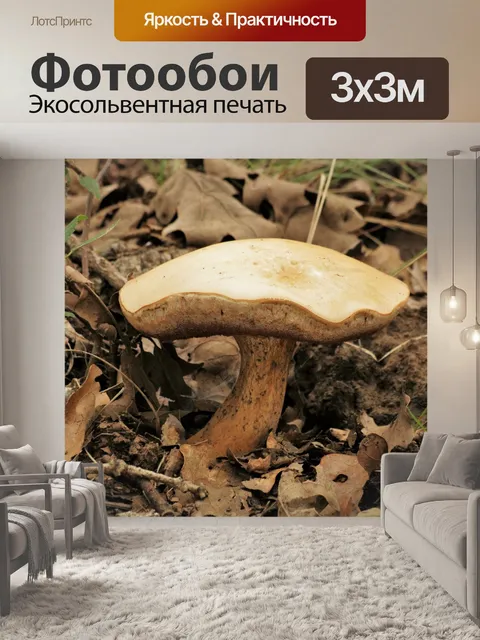 Фотообои Смешивание грибов Bolete