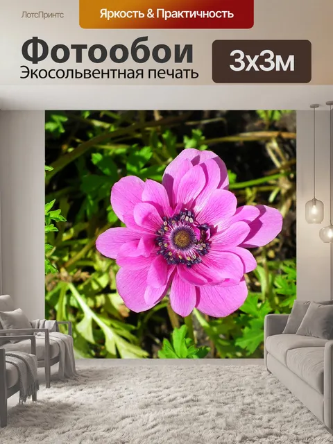 Фотообои Анемон