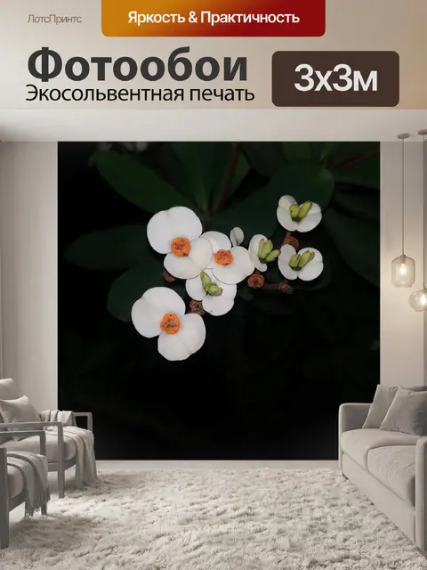 Фотообои Кактус
