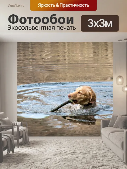 Фотообои Золотистый ретривер
