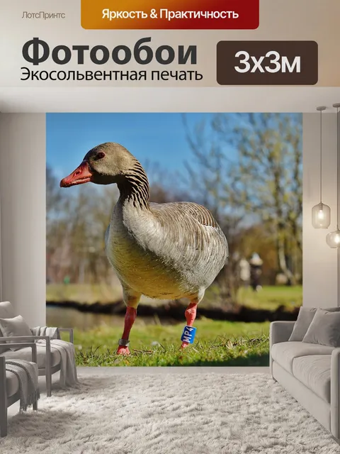 Фотообои Гусь