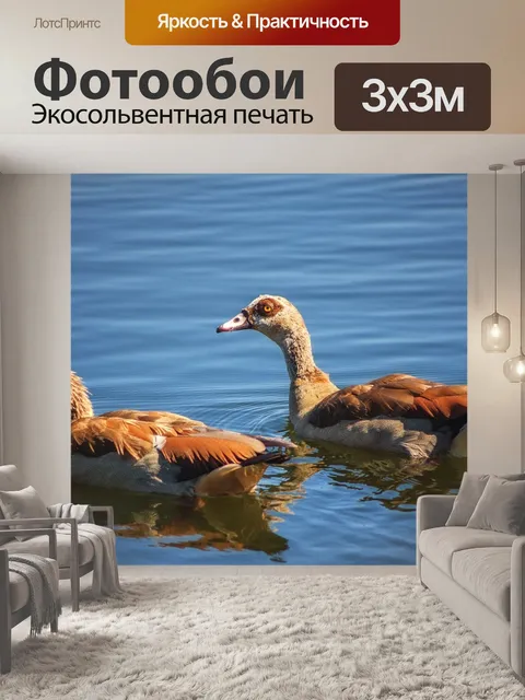 Фотообои Гуси