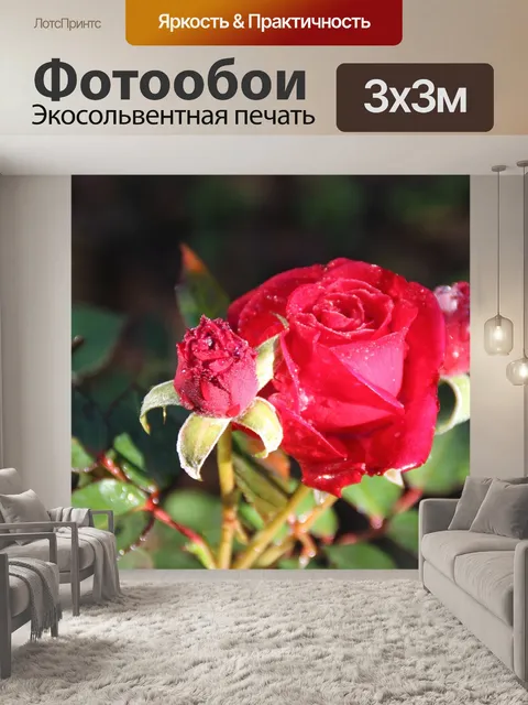Фотообои Роза