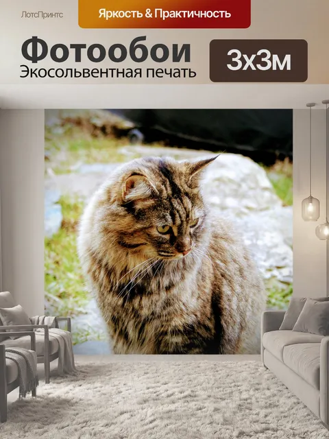 Фотообои Кошка