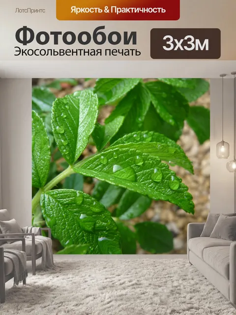 Фотообои Обводненные листья