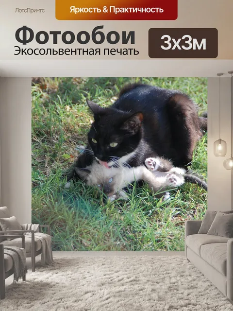 Фотообои Кошки