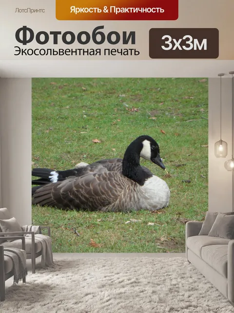 Фотообои Гусь