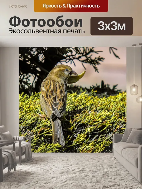 Фотообои Птица