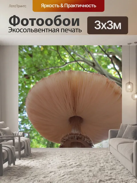 Фотообои Гриб