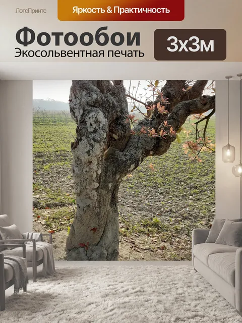 Фотообои Деревья